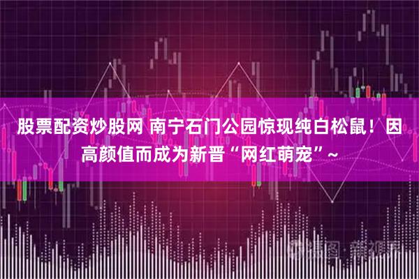 股票配资炒股网 南宁石门公园惊现纯白松鼠！因高颜值而成为新晋“网红萌宠”~